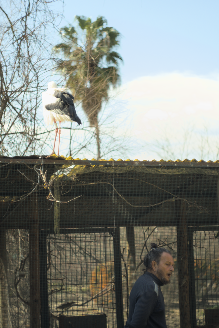 Pájaro en techo el abajo